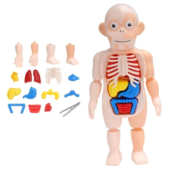 Çocuk İnsan Vücudu 3D Bulmaca Montessori Anatomi Modeli Eğitim Öğrenme Vücut Organı öğretim aracı Çocuklar İçin Organ Monte Oyuncak Görüntü